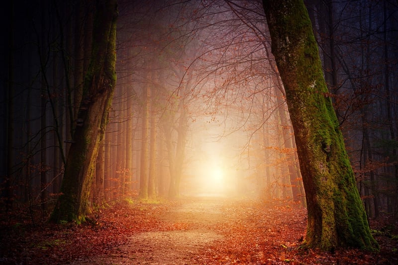 Forest Sunlight Path